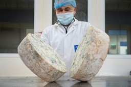 produzione gorgonzola dop (26).jpg - {produzione gorgonzola dop (26).jpg} - [33849]