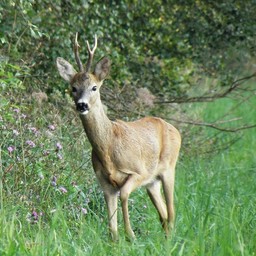 Capriolo.jpg - {Capriolo.jpg} - [35888]