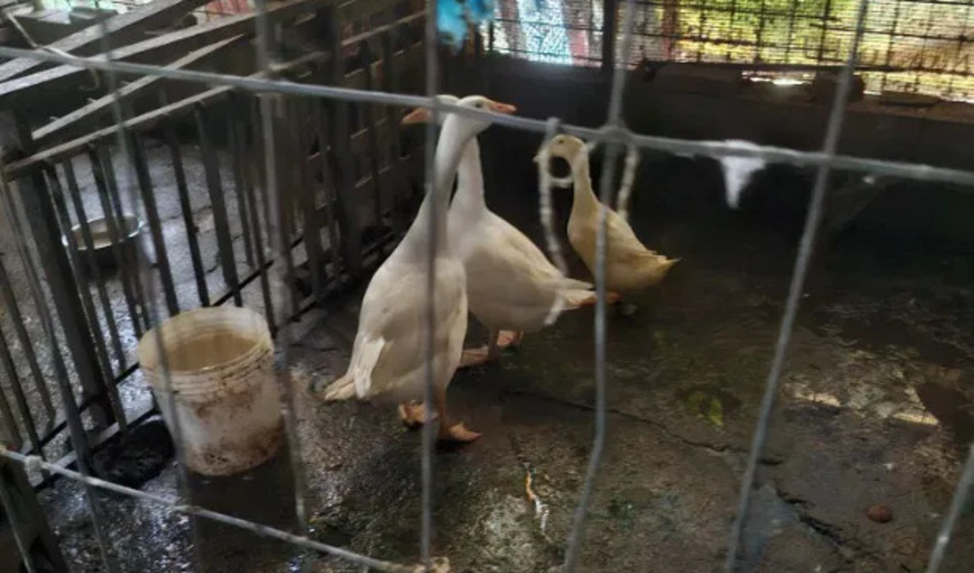 sequestro-animali-alessandria-oipa (1).jpg - {sequestro-animali-alessandria-oipa (1).jpg} - [36945]