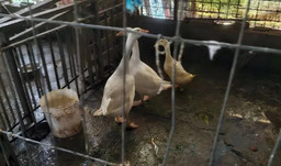 sequestro-animali-alessandria-oipa (1).jpg - {sequestro-animali-alessandria-oipa (1).jpg} - [36945]
