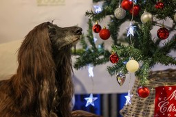 natale 2.jpg - {natale 2.jpg} - [36993]