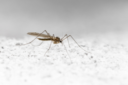 Aedes caspius.png - {Aedes caspius.png} - [37514]