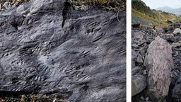 Immagine mercantoru.jpg - {Immagine mercantoru.jpg} - [37907]