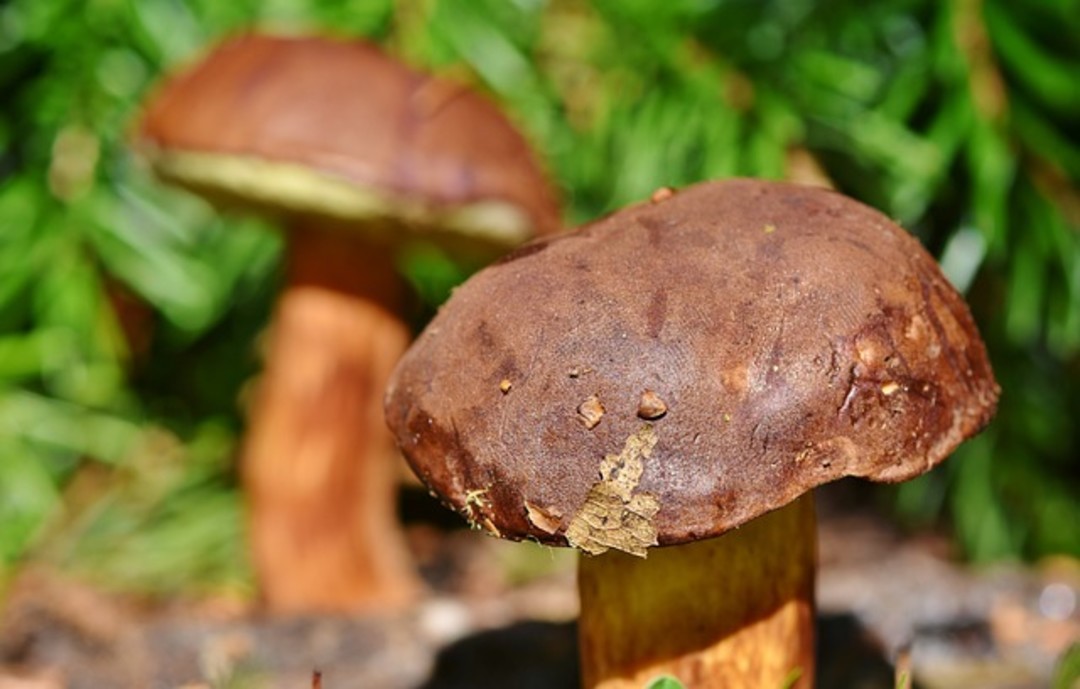chestnut-bolete-3708755_640.jpg - {chestnut-bolete-3708755_640.jpg} - [38019]