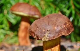 chestnut-bolete-3708755_640.jpg - {chestnut-bolete-3708755_640.jpg} - [38019]