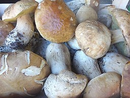 Funghi.jpg - {Funghi.jpg} - [38403]