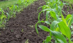 Campo agricolo.jpg - {Campo agricolo.jpg} - [39108]