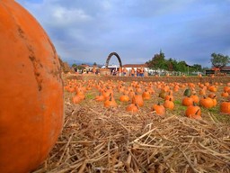PoneteHalloween.jpeg - {PoneteHalloween.jpeg} - [39116]