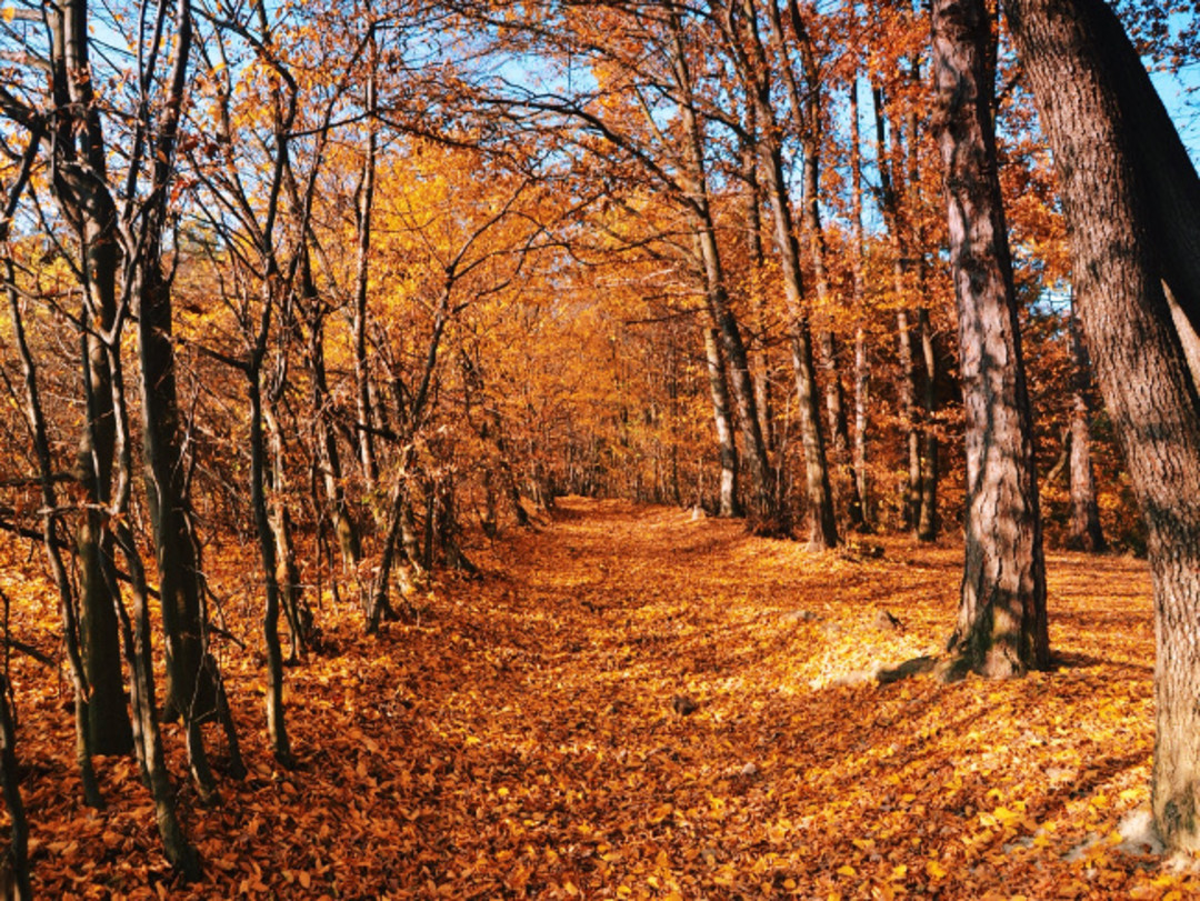 Autunno.jpg - {Autunno.jpg} - [39832]
