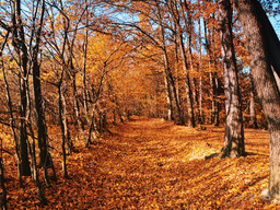 Autunno.jpg - {Autunno.jpg} - [39832]