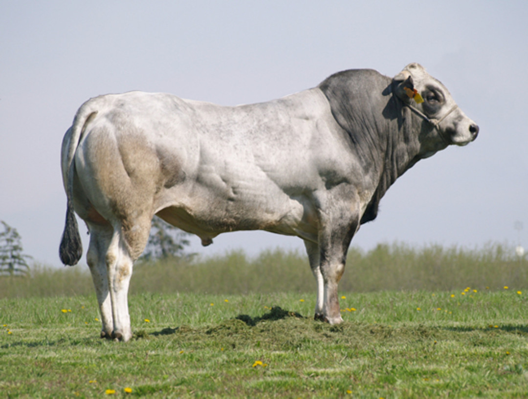 Toro piemontese.jpg - {Toro piemontese.jpg} - [40465]