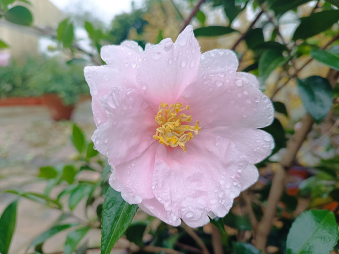 camelia-sasanqua.jpg - {camelia-sasanqua.jpg} - [41681]