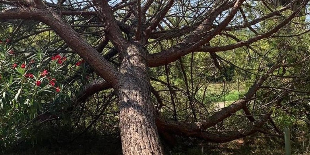 alberi.jpg - {alberi.jpg} - [42012]
