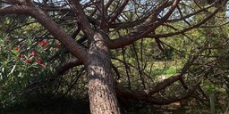 alberi.jpg - {alberi.jpg} - [42012]