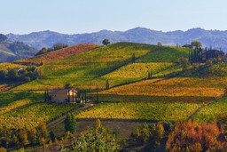 AgricolturaAstigiano.jpg - {AgricolturaAstigiano.jpg} - [42108]