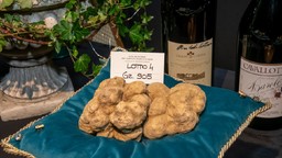 Tartufo.jpg - {Tartufo.jpg} - [42236]