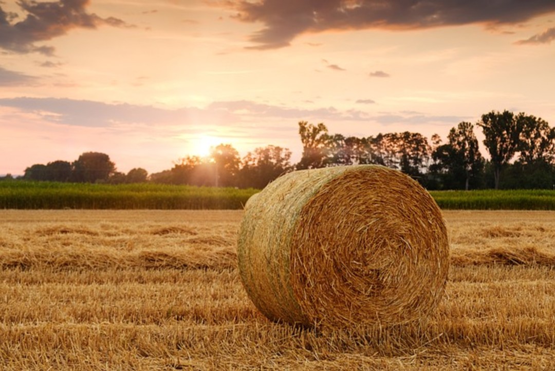 Agricoltura.jpg - {Agricoltura.jpg} - [42317]