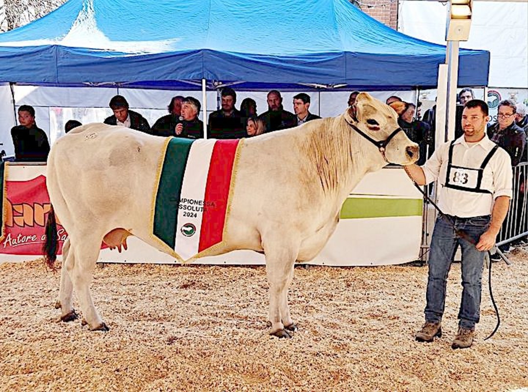 Immagine mostra piemontese CAVERNA Campiones (2944226).jpg - {Immagine mostra piemontese CAVERNA Campiones (2944226).jpg} - [42559]