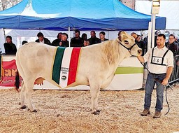 Immagine mostra piemontese CAVERNA Campiones (2944226).jpg - {Immagine mostra piemontese CAVERNA Campiones (2944226).jpg} - [42559]