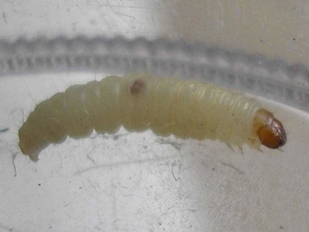 Larva.jpg - {Larva.jpg} - [44218]
