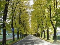 Viale Alberato.jpg - {Viale Alberato.jpg} - [45148]