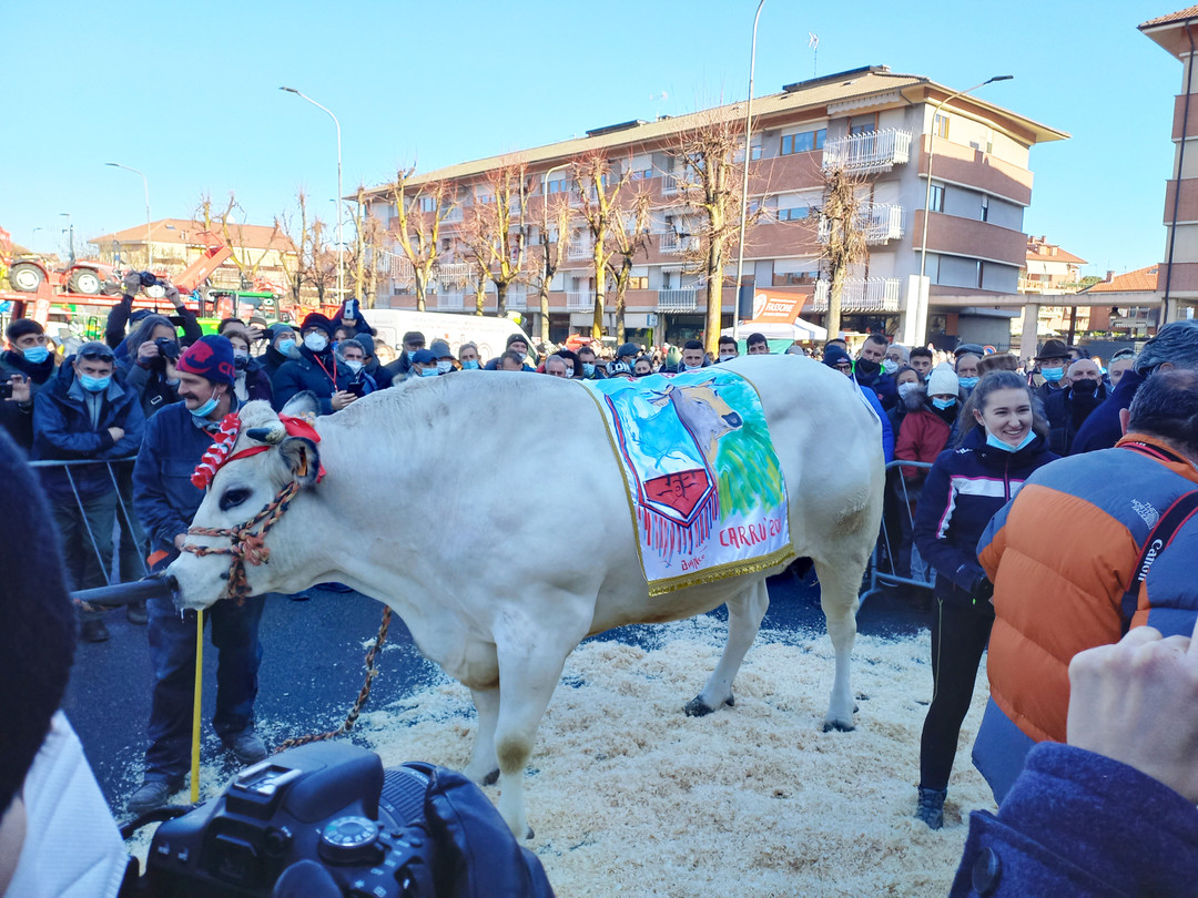 Bue Grasso.jpg - {Bue Grasso.jpg} - [49067]