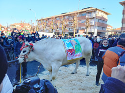 Bue Grasso.jpg - {Bue Grasso.jpg} - [49067]