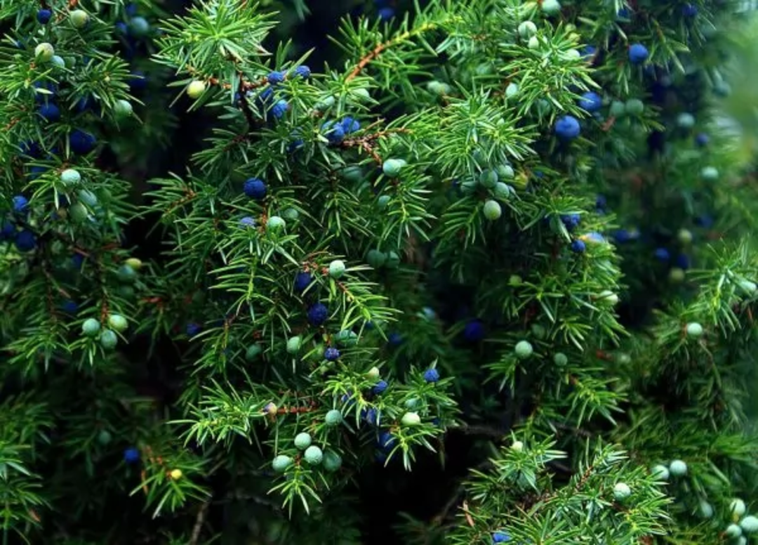 Immagine gINEPRO.png - {Immagine gINEPRO.png} - [49075]