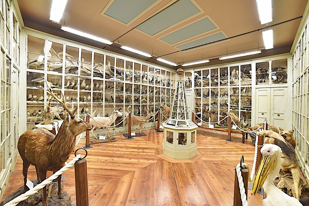 Immagine museo craveri media.jpg - {Immagine museo craveri media.jpg} - [49203]