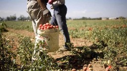 AgrimafieLavoratoriIrregolari.jpg - {AgrimafieLavoratoriIrregolari.jpg} - [49571]