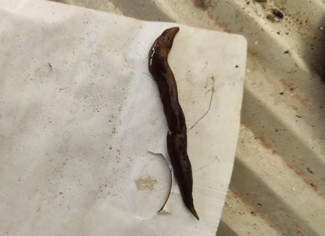 Planaria Obama.jpg - {Planaria Obama.jpg} - [4991]