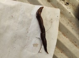 Planaria Obama.jpg - {Planaria Obama.jpg} - [4991]