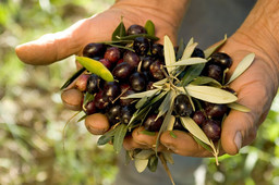 olio dop.jpg - {olio dop.jpg} - [50562]