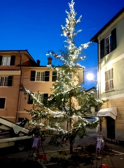 Spelacchio.jpg - {Spelacchio.jpg} - [51429]