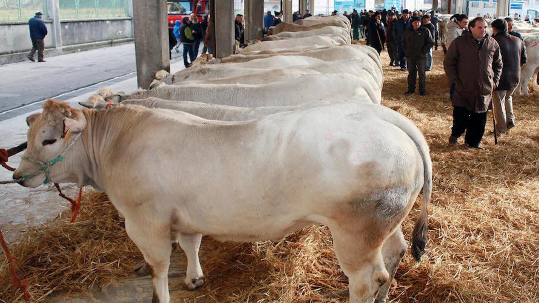 Vacca piemontese.jpg - {Vacca piemontese.jpg} - [51726]