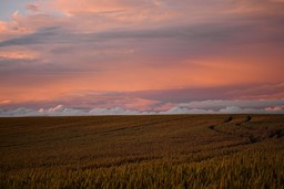 Campo agricolo.jpg - {Campo agricolo.jpg} - [52031]