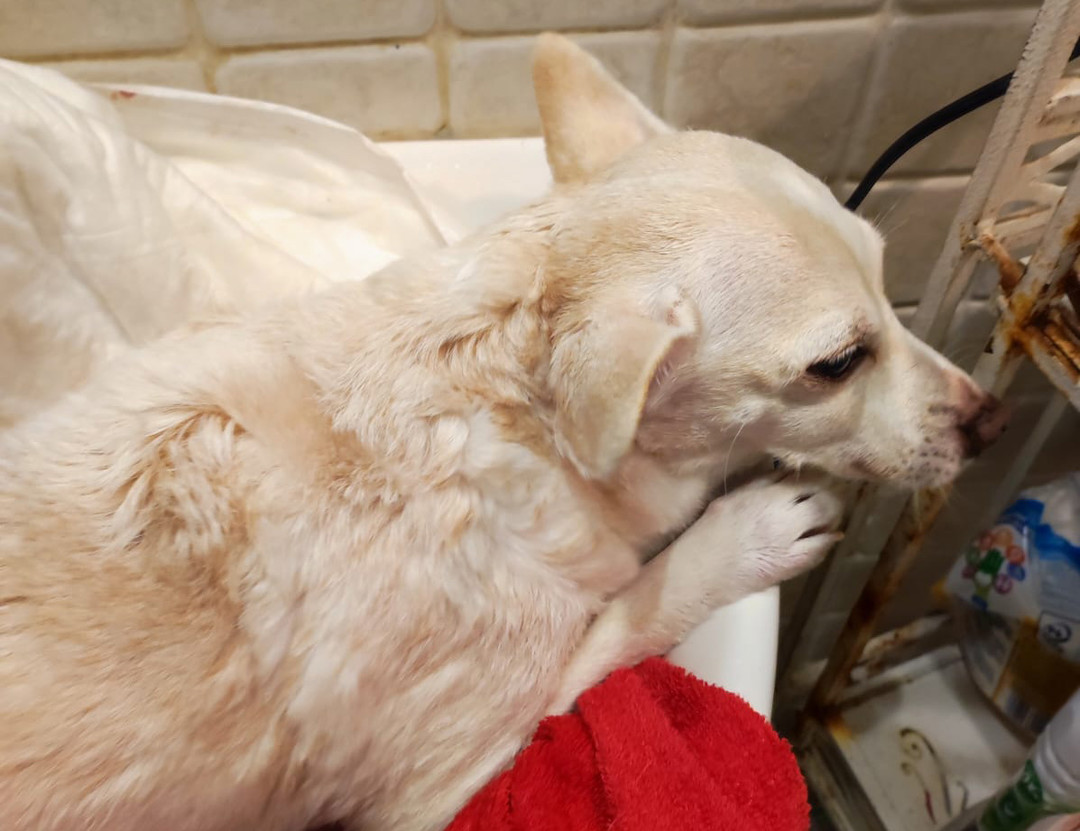 CagnolinaParaplegicaOipa.jpg - {CagnolinaParaplegicaOipa.jpg} - [57857]