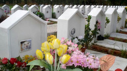 animali-cimitero-2.jpg - {animali-cimitero-2.jpg} - [58458]