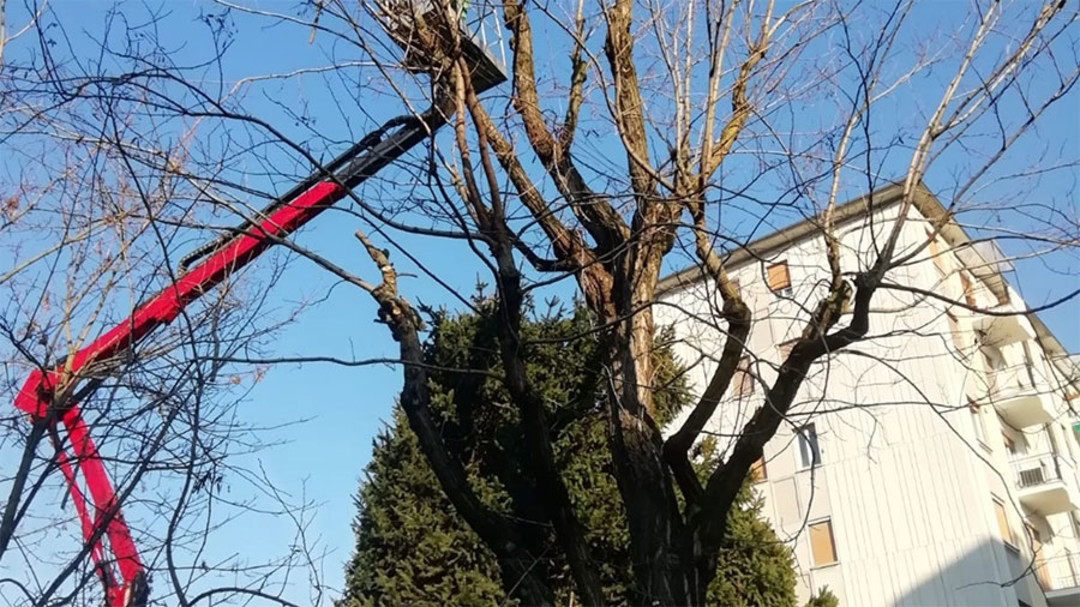 PotaturaPianteInverno.jpg - {PotaturaPianteInverno.jpg} - [58530]