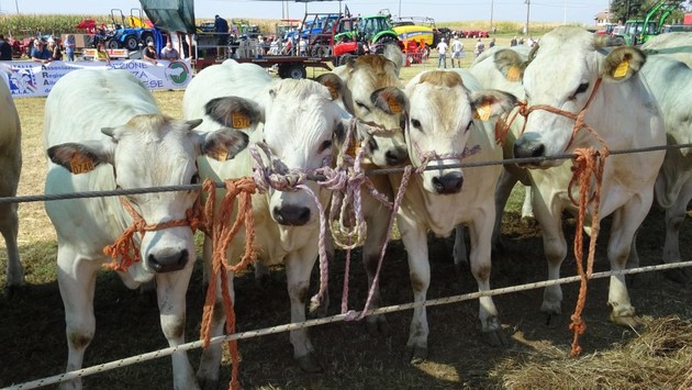 Foto allevamento bestiame Coldiretti.jpg - {Foto allevamento bestiame Coldiretti.jpg} - [58666]