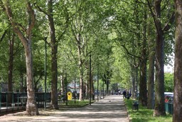 Foto viale alberi verde giardino.jpg - {Foto viale alberi verde giardino.jpg} - [5871]