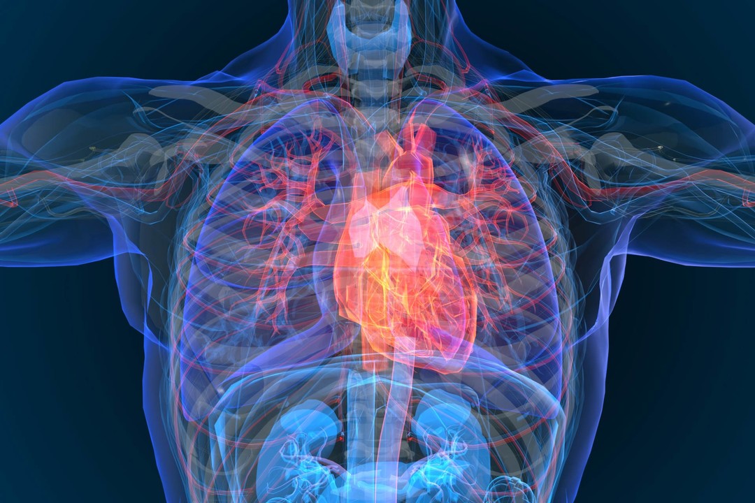 Malattie cardiovascolari.jpg - {Malattie cardiovascolari.jpg} - [59941]