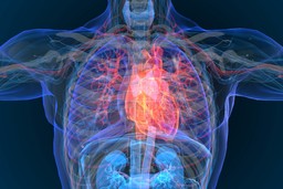 Malattie cardiovascolari.jpg - {Malattie cardiovascolari.jpg} - [59941]