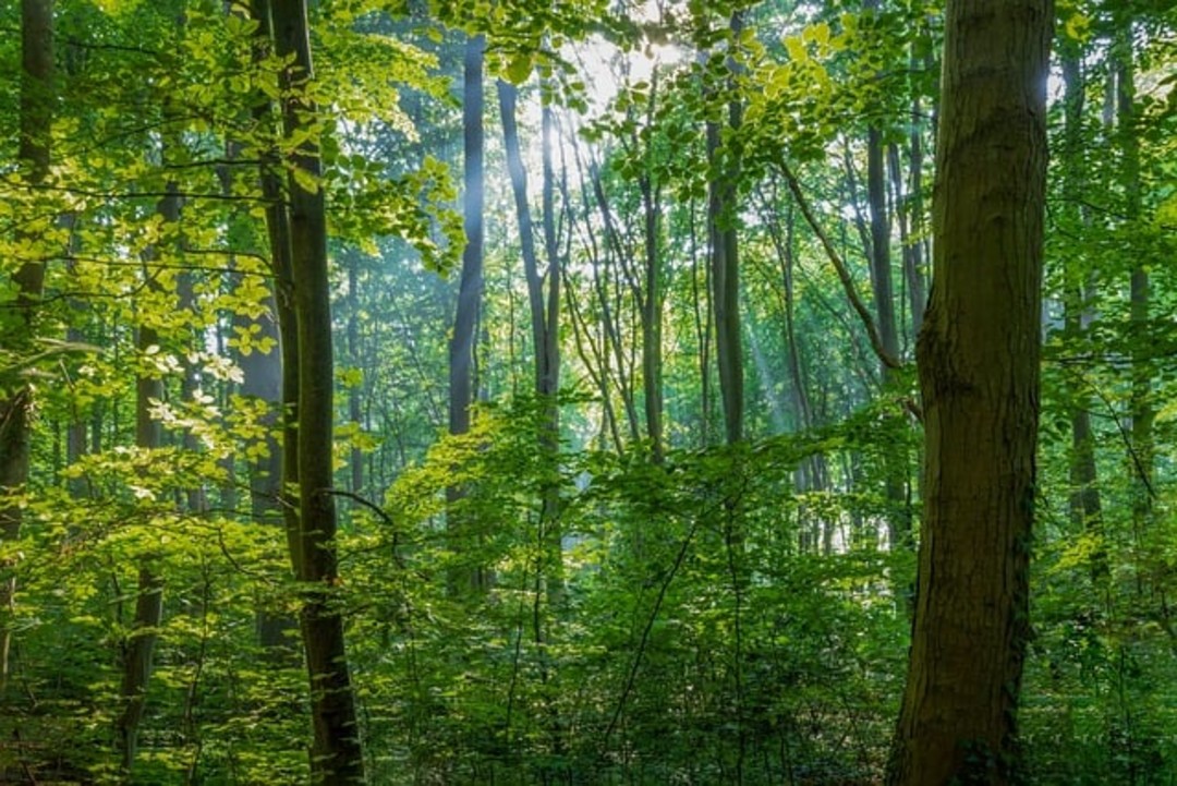 Bosco.jpg - {Bosco.jpg} - [60094]
