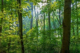 Bosco.jpg - {Bosco.jpg} - [60094]