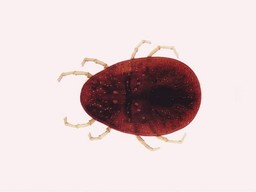 Argas.jpg - {Argas.jpg} - [60166]