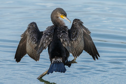 cormorano.jpg - {cormorano.jpg} - [61999]