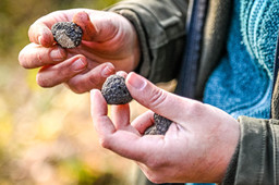 Immagine Tartufo nero cuneese.jpg - {Immagine Tartufo nero cuneese.jpg} - [62783]