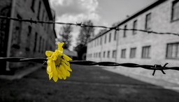Giorno della Memoria.jpg - {Giorno della Memoria.jpg} - [63896]