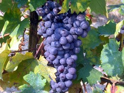 Grignolino.jpeg - {Grignolino.jpeg} - [64327]